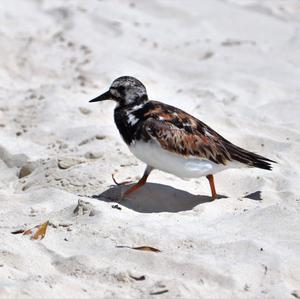 Ruddy Turnstone