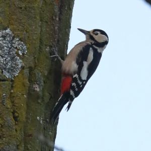 Great Spotted Woodpecker