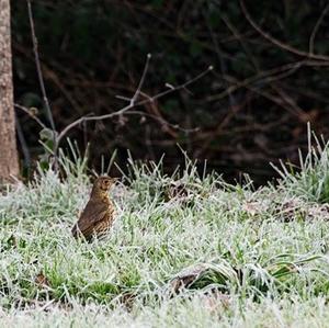 Song Thrush