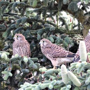 Common Kestrel