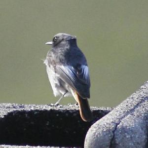 Black Redstart