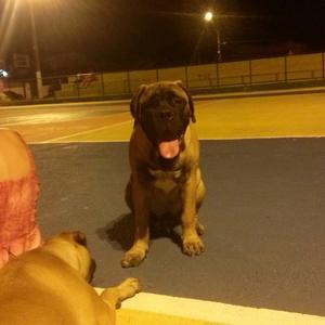 Bullmastiff