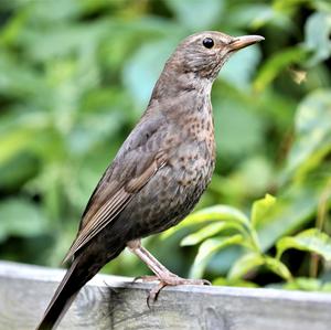 Eurasian Blackbird