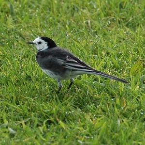 White Wagtail