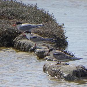 Common Tern