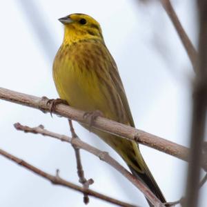 Yellowhammer