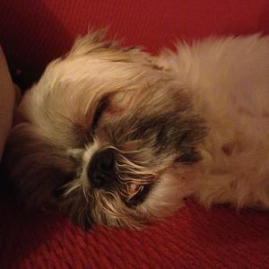 Shih Tzu