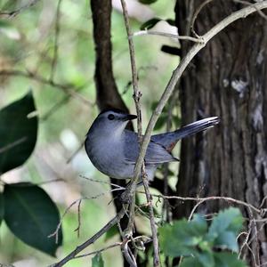 Glanzkatzenvogel