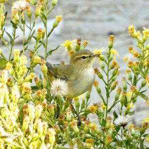 Common Chiffchaff