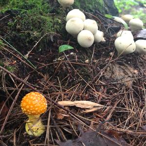 Fly Agaric