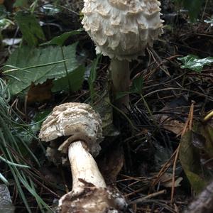 Shaggy Parasol