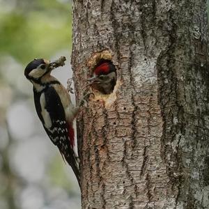 Great Spotted Woodpecker