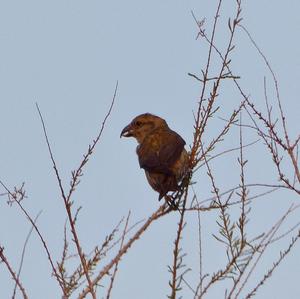 Red Crossbill