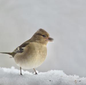 Eurasian Chaffinch