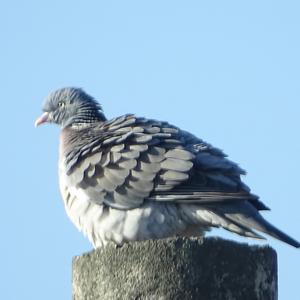 Common Wood-pigeon