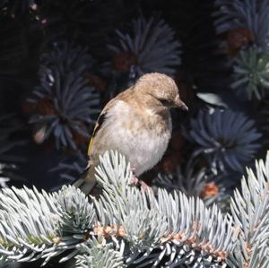 European Goldfinch