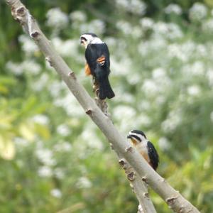 Collared Falconet