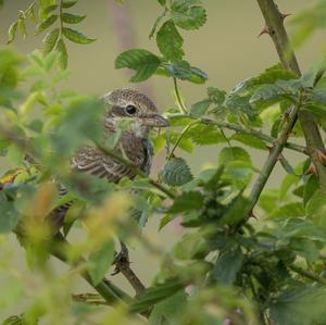 Red-backed Shrike