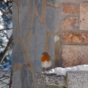 European Robin