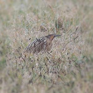 Great Bittern