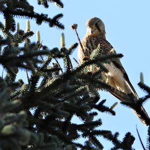 Common Kestrel