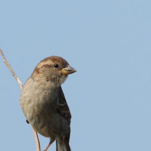 House Sparrow