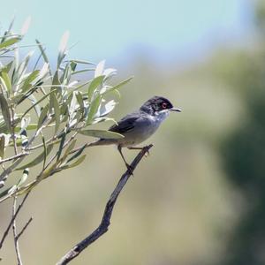 Sardinian Warbler