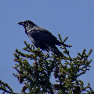 Common Raven