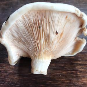 Sweetbread Mushroom