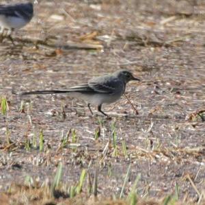 White Wagtail