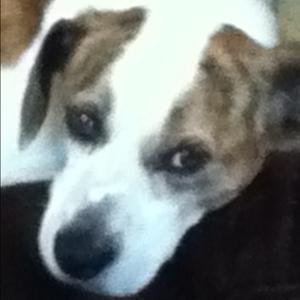 Unknown Breed