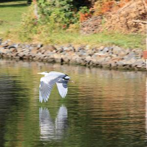 Grey Heron