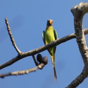 Plum-headed Parakeet