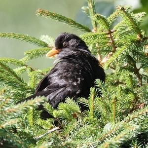 Eurasian Blackbird