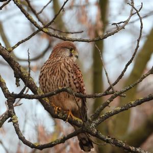 Common Kestrel