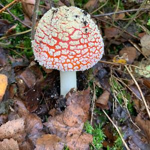 Fly Agaric