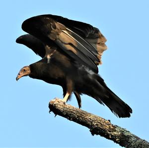 Turkey Vulture