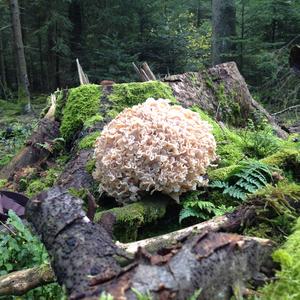 Eastern Cauliflower Mushroom