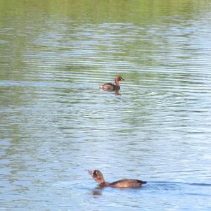 Tufted Duck