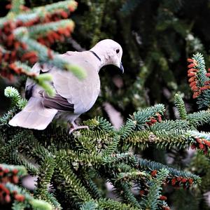 Eurasian Collared-dove