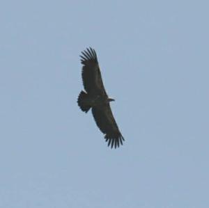 Griffon Vulture