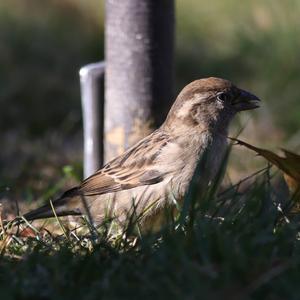 House Sparrow