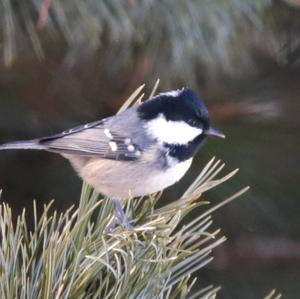 Coal Tit