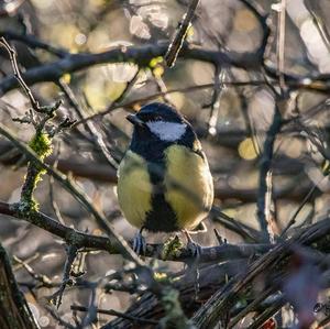 Great Tit