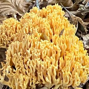 Yellow-brownish Coral