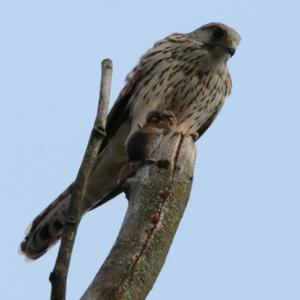 Common Kestrel