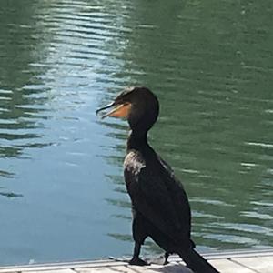 Double-crested Cormorant