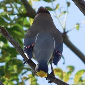 Cedar Waxwing