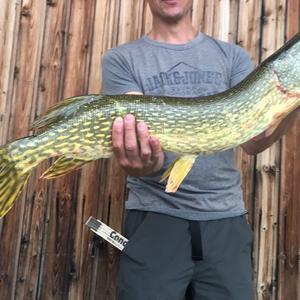 Northern pike