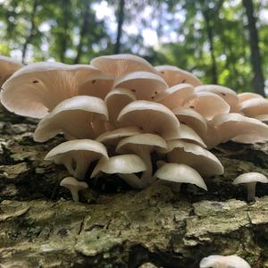 Oyster Mushroom